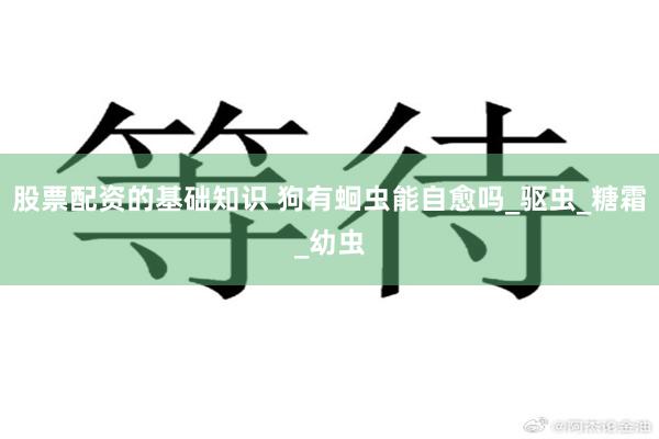 股票配资的基础知识 狗有蛔虫能自愈吗_驱虫_糖霜_幼虫